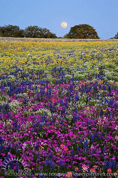 Moonlight Serenade Ii Spring 2010 Texas Wildflowers Bluebonnet And Landscape Pictures By