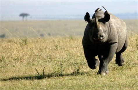 Western Black Rhino driven extinct by poachers