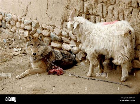 Wolf Takes A Liking To A Goat A Wolf And A Goat Have Been Found To Live