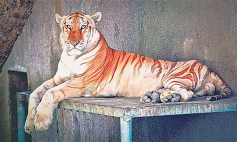 Probe Into Death Of Golden Tabby Tiger At Zoo Under Way Pakistan