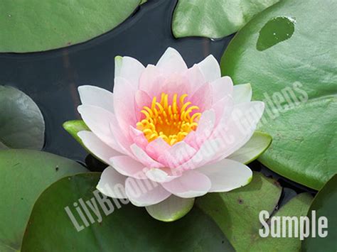 Hardy Water Lilies - Buy A Hardy Water Lily