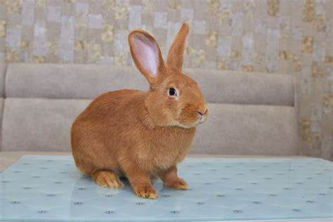 New Zealand Rabbit Breed Info Pictures Temperament And Traits Hepper