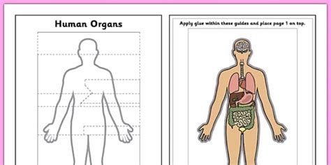 Human Organs Interactive Labelling Activity Teacher Made