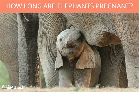 How Long Is an Elephant's Pregnancy? - Gestational Period for Elephants