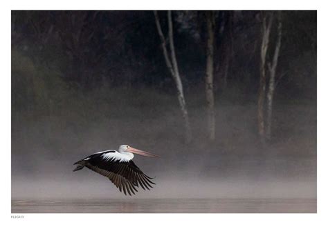 Flight Pelican Fine Art Print By Diana Andersen Wild Animal Information