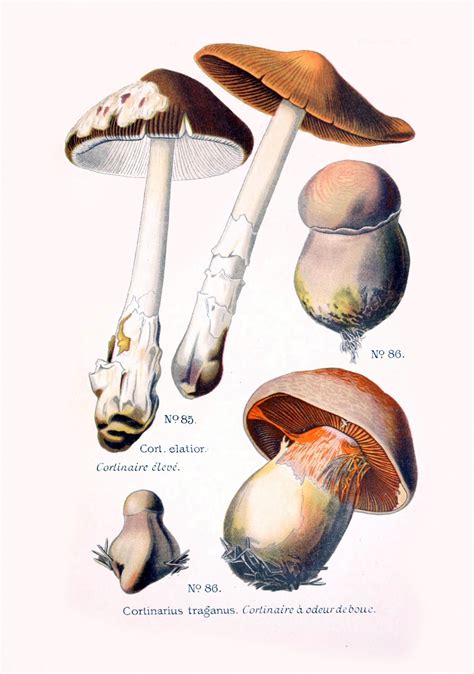 Mushrooms Vintage Art Old Free Stock Photo Public Domain Pictures