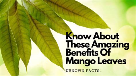 Move Over Mangoes: Know About These Amazing Benefits Of Mango Leaves