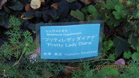 『久し振りに紅葉の日比谷公園を訪問④第一花壇のバラ見物より心字池へ』丸の内・大手町・八重洲東京の旅行記・ブログ By Tsunetaさん