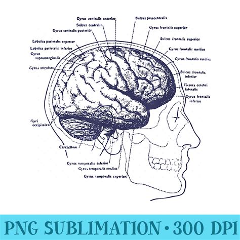 Human Brain Vintage Anatomy Skull Diagram XRay - Unique Subl | Inspire