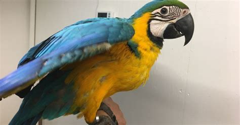 PARROTS AND EXOTIC BIRDS FOR SALE: Gorgeous Blue Gold Macaw Baby Parrot