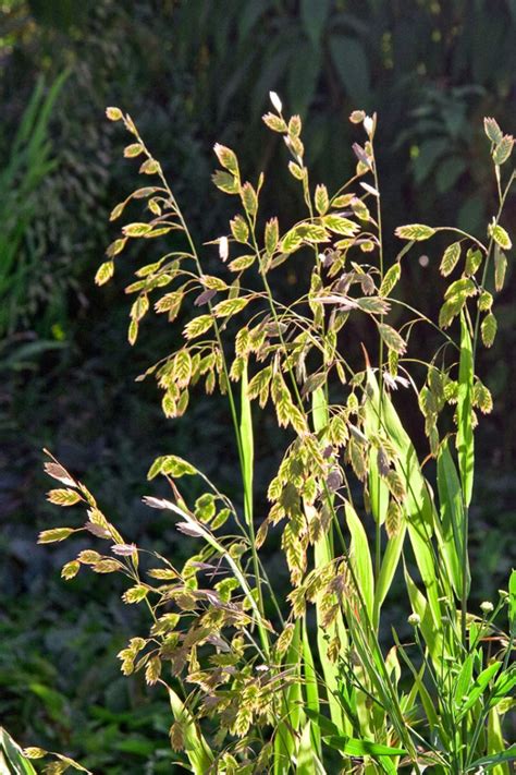 Native Grasses | Prairie Nursery