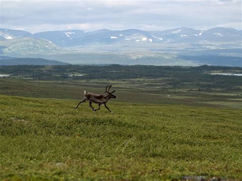 Wild Reindeer Safari In Norway - The Norway Guide