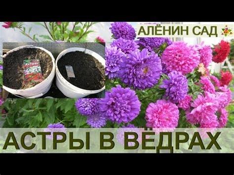 СУПЕР СПОСОБ Астры в ведрах!!! Посев астры в ведра - YouTube | Garten ...