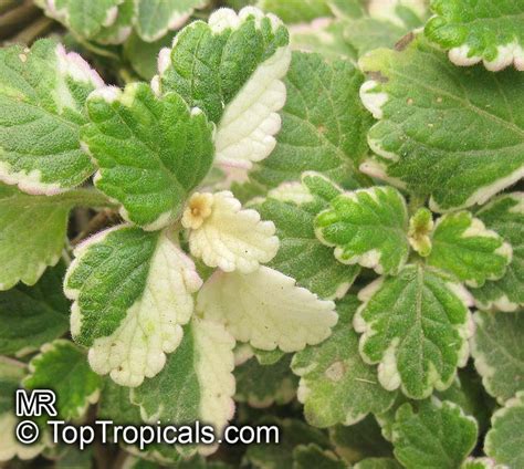 Plectranthus coleoides, White-Edged Swedish Ivy - TopTropicals.com