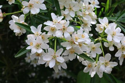 Types De Plantes Pour Les Haies Basses Jardin De Grand Meres