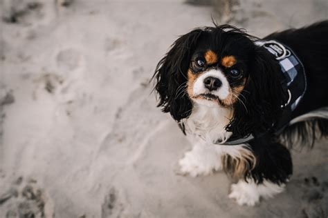 Cavalier King Charles Spaniel's Pitiful Reaction to Leaving the Beach ...