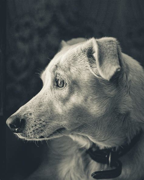 Monochrome Side View Photo Of Dog · Free Stock Photo