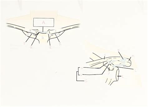 Ligaments of the sternoclavicular Joint Diagram | Quizlet
