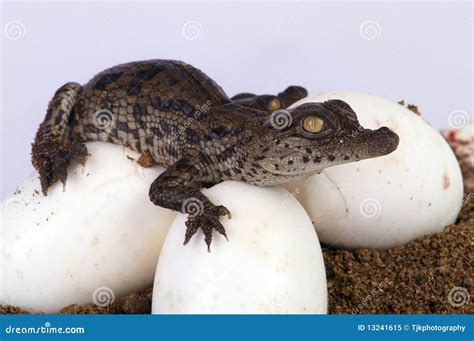 Crocodile Hatching Royalty Free Stock Photo Image 13241615