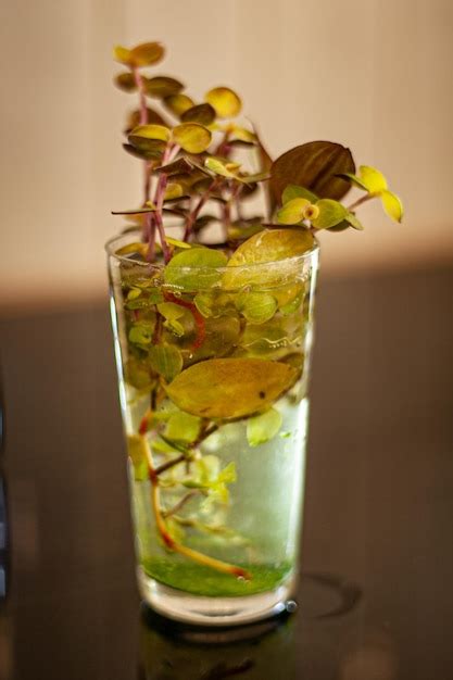 Premium Photo Sprouts In A Glass Of Water