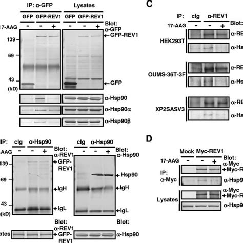 Physical interaction between Hsp90 and REV1. (A and B) 293T/GFP-REV1 ...