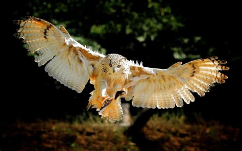 Ailes d'oiseaux, vol de hibou Fonds d'écran - 1920x1200 | Owl ...