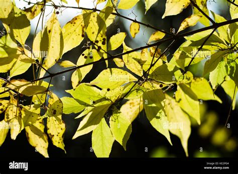 green leaves with sunlight Stock Photo - Alamy