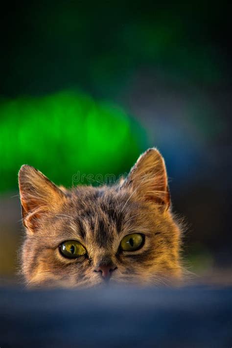 The Cat Stalking Its Prey Stock Photo Image Of Looking 311668986