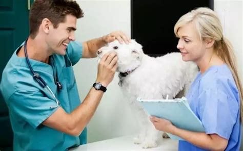 Vet Tech Vs Veterinarian The Differences I Love Veterinary