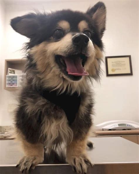 Pomeranian Corgi Mix Facts