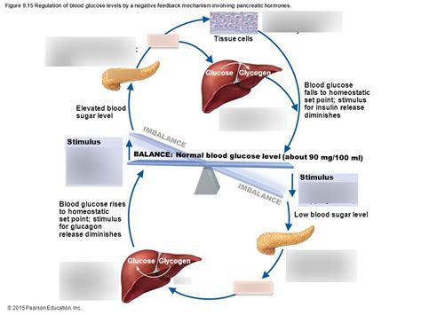 Endocrine Glands ~ Location and Function Diagram | Quizlet