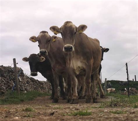 The Brown Swiss Breed Brown Swiss