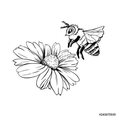 Bee On Flower Drawing | Free download on ClipArtMag