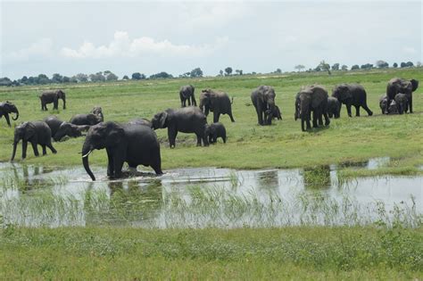 Botswana Elephants Foto And Bild Africa Southern Africa Botswana