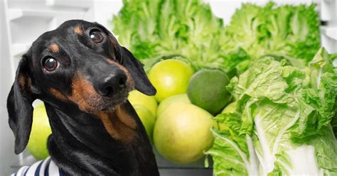 Can Dogs Eat Lettuce Nutritional Insights — Pumpkin®