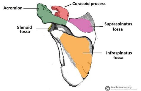 Bones of the Upper Limb - TeachMeAnatomy