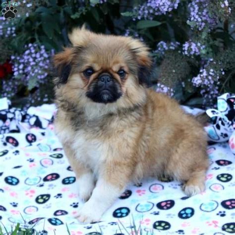 Edgar Pekingese Puppy For Sale In Pennsylvania