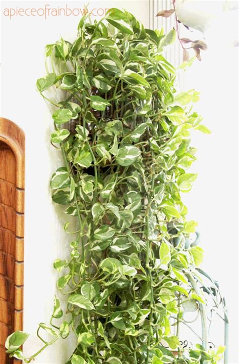 12 Best Air Purifying Indoor Plants You Won T Kill A Piece Of Rainbow