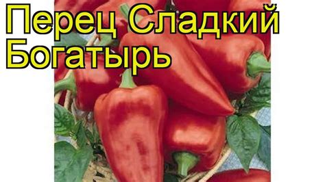 Перец сладкий Богатырь. Краткий обзор, описание характеристик, где ...