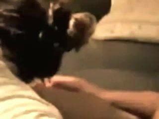 Chatte Poilue Free Porn Video D XHamster