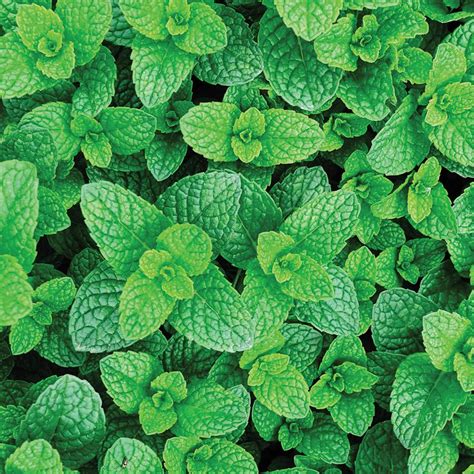 herbs garden