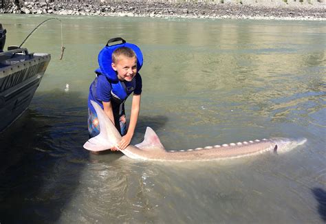 Sturgeon Fishing Photos Bc River Monster Adventures