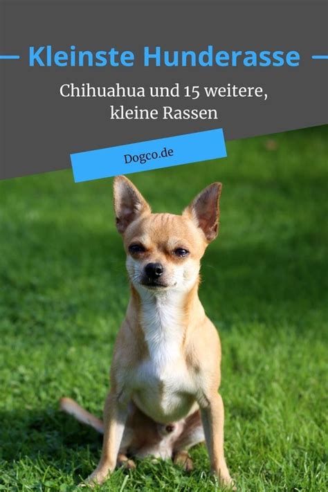 Top 16 Kleinsten Hunderassen Der Welt Chihuahua Und Weitere Rassen