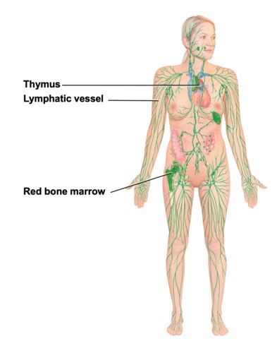 Chapter 15 The Lymphatic System And Immunity Flashcards Quizlet