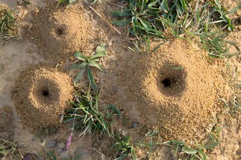 Comment Se D Barrasser Dune Fourmili Re Dans Le Jardin M Thodes