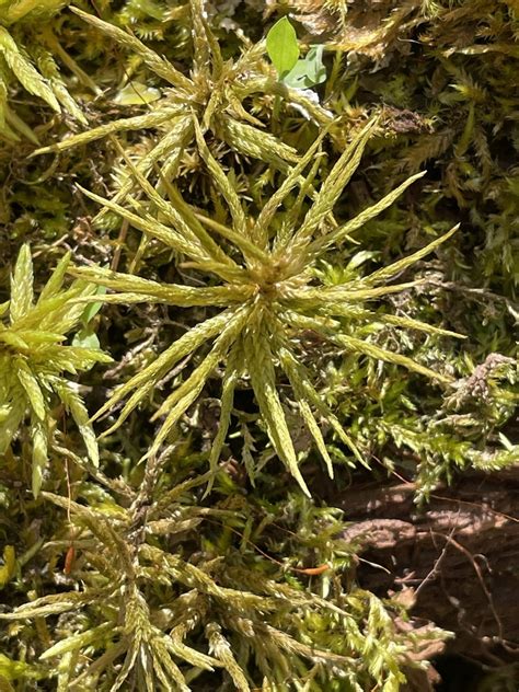 American Tree Moss From Airport Rd Lehighton Pa Us On May At