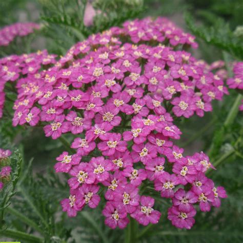 Buy Hardy Perennial Yarrow Achillea Millefolium Pretty Belinda