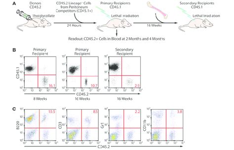 Bm Engraftment And Long Term Reconstitution Of Myeloid And Lymphoid