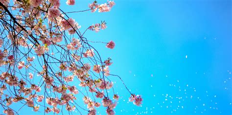 Cherry Blossom Photos, Download The BEST Free Cherry Blossom Stock ...