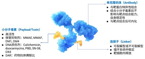 整合性生物分析在抗体偶联药物（adc）dmpk研究中的应用 知乎